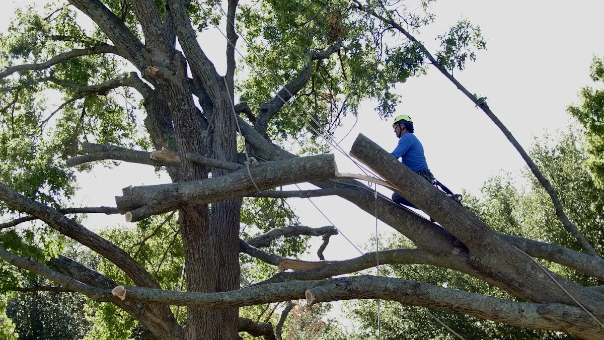 Professional Hazardous Tree Removal performed by certified arborists in Idalou